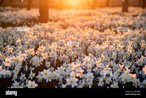 “Dwelling Among Flowers in Springtime” - A Sublime Display of Nature’s Splendor and Tranquil Solitude!